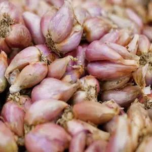 쪽파 종자 씨앗 쪽파 종구 (1kg)