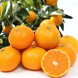 제주 감귤 10kg L사이즈 / 맛은 그대로 겉보다 속이 진짜 가정용 감귤 / 조생 / 타이벡 /실중량9kg