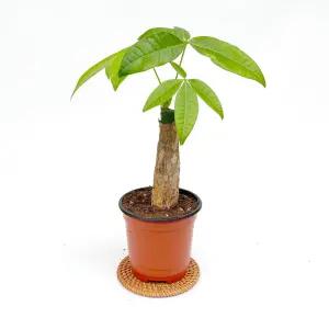 파키라 실내 공기정화 반려 소형 모종 식물 키우기