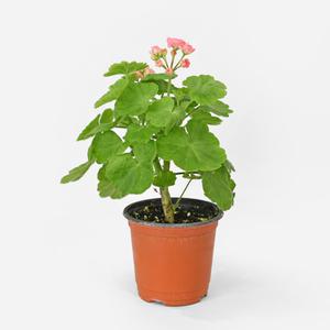 앤틱로즈 제라늄 소형 인테리어 화분