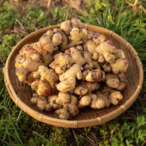 [25년 햇생강][대한민국농수산] 고품질 100% 국산 안동 흙 세척 깐생강