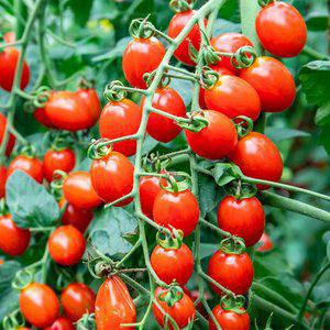 산지 국내 GAP인증 대추 방울토마토 5kg 대용량