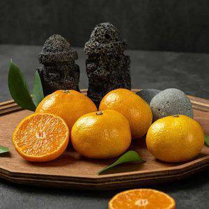 제주택배 새콤달콤 맛있는 타이벡 조생 감귤 4.5kg 9kg