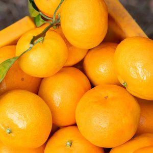 고당도 제주 효돈감귤 10kg 가정용