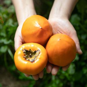 꿀덩어리 대봉감 10kg 홍시용 곶감용