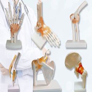 발 뼈 골격 인대 구조 손 발목 모형 정형외과 교보재