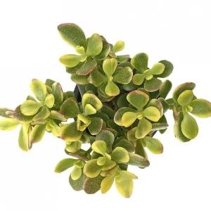 베하몰 실내 화초 골드코인 염좌 화분 25cm다육식물 재배 키우기 기르기 원예 다육이