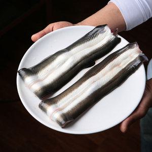 [당일발송] 자연산 활 붕장어 1세트