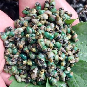 100% 국내산 깐 다슬기 국산 올갱이 살 생다슬기 고디 액기스 진액 300g