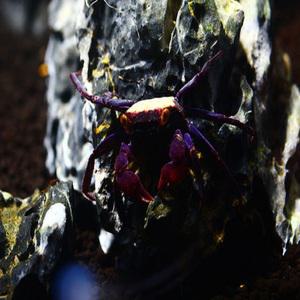 뱀파이어 크랩 C