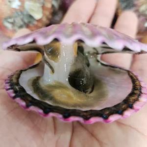 당일조업 국내산 제철 홍가리비 1kg 20-25미