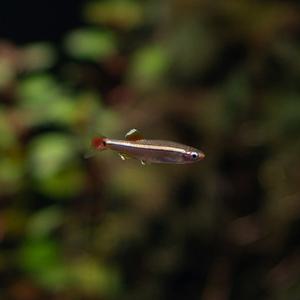 백운산 [10마리] 열대어 관상어 마리아쿠아