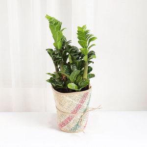 갑조네 보석금전수(중품)