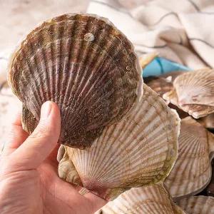 대왕 활 참가리비 1kg 7-9미 조개구이 캠핑요리 술안주