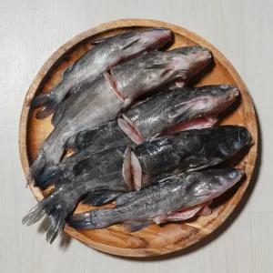 2025 햇 손질 빠가사리 900g 냉동 내장제거 민물 매운탕 퉁가리 퉁사리 동자개