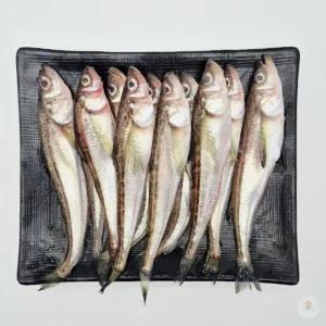 동해안 도루묵 1KG X 2팩 국내산 알배기 제철생선