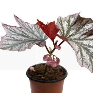 핑크밍스베고니아 근경성식물 온실식물 실내원예 목베고니아 인테리어