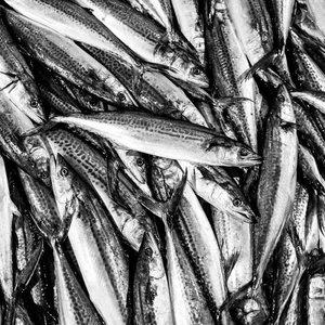 [엠픽] 등푸른 생선의 대표주자 국산 손질삼치 1kg