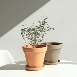 마오리소포라 (중형) 독일토분 세트