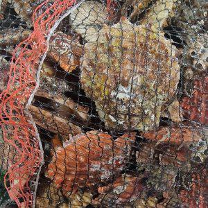 [미각기행][G]미각기행 통영 비단가리비 10kg