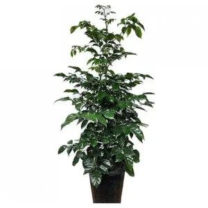 베하몰 실내 화초 녹보수 대품 약100cm