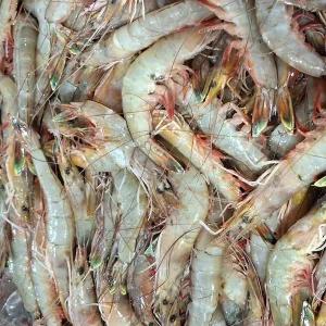 [신세계라이브쇼핑]25년 서해안 자연산 대하 1kg (대,28-30미내외)