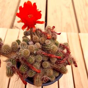 백단선인장 다육이 키우기 쉬운 꽃 피는 인테리어 세트 선물 다육 식물 1-40선별발송