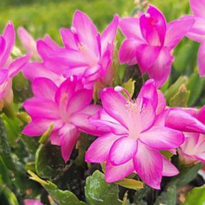 게발선인장 진핑크 중품 다육식물 크리스마스 겨울꽃 가재발 선인장 A10