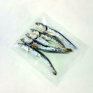 멸치 해부 4명 set RS1