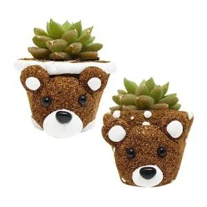 [콩심팥심]곰돌이 다육 식물 반려 코코넛 화분 키우기 베란다 화분 10인