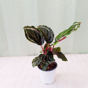 하늘꽃농원 칼라데아 메달리온