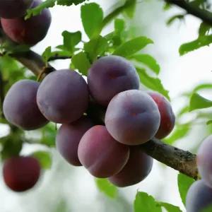 [충북농원] 피자두 자두나무 묘목 - 1년생/접목묘