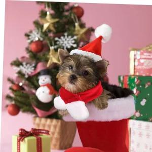 강아지액세서리 이든앤저스티스 반려동물 산타모자 산타목도리