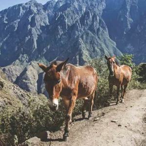 여강(리장) 일일투어  호도협 전망 & 미니 트래킹 핵심 코스[중식포함]