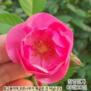 사계 고급 정원 덩굴장미 (안젤라) 개화주