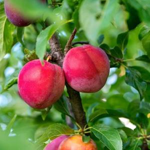 자두나무 묘목 결실주 1년생 추휘 후무샤 로얄대석 왕자두 알프스왕자 이쿠미 왕피자두