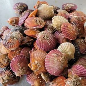 국내산 제철 고성 홍가리비 5kg