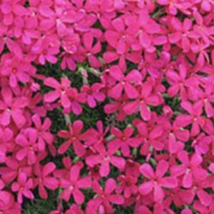 순희농장 꽃잔디 꽃잔디화분 25개 홍설 진분홍 조경수 야생화