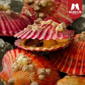 [마녀바스켓] 국내산 통영 제철 홍가리비 1kg (20-25미 내외)