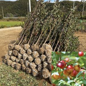 왕자두나무 (후무샤) 결실주 R3전후 분묘 후무사 대과종 자두묘목