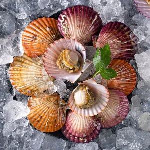 통영 홍가리비 2kg 최상급 산지직송