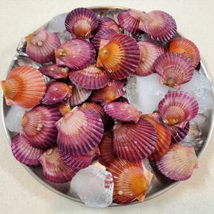 국내산 산지 제철 홍가리비 1kg 2kg 조개찜