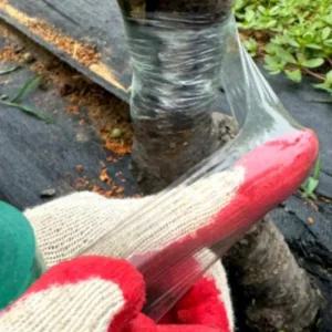 식물테이프 접목 광분해 비닐 접붙임테잎 테이프 6cm