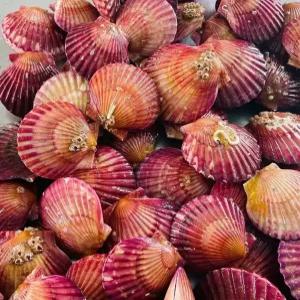 통영 제철 홍가리비1kg 당일조업 