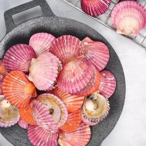 [푸르젠][산지직송] 남해안 홍가리비 1kg