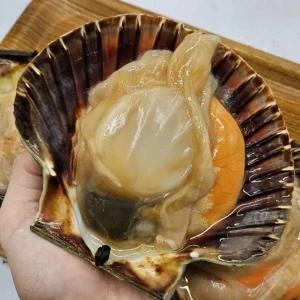 노르웨이 세척 대왕 가리비 2kg