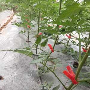 집게 묘목 고추 모종 농사 지주대 원예 묶기 1000개 고정