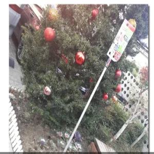 일본정품ARS고지가위/고지톱/ARS 160ZD-3.0-3