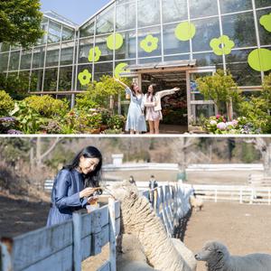 [제주] 카멜리아힐+양떼목장 /먹이주기/체험