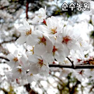 왕벚나무 묘목 개화주 R3cm(분)/벚꽃나무